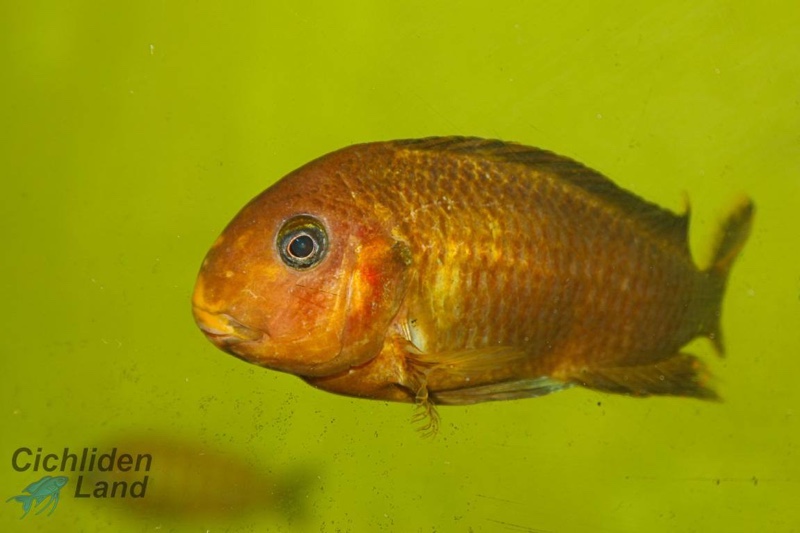 Tropheus sp. 'kipili' Ulwile Island (Kushangaza)